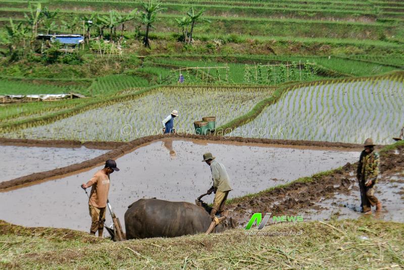 Indonesia: The Planting Season Starts as the Rainy Season Begins in Bandung