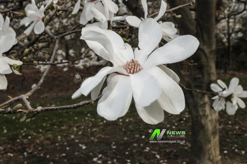 NY: Cherry Blossoms In Central Park 