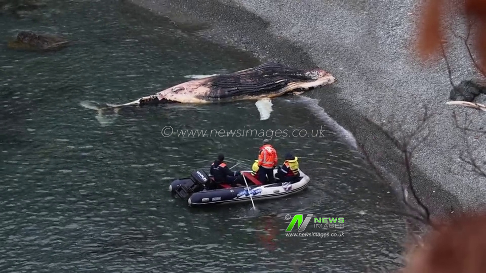 Russia: Beached whale towed away off Russia's Primorye Region