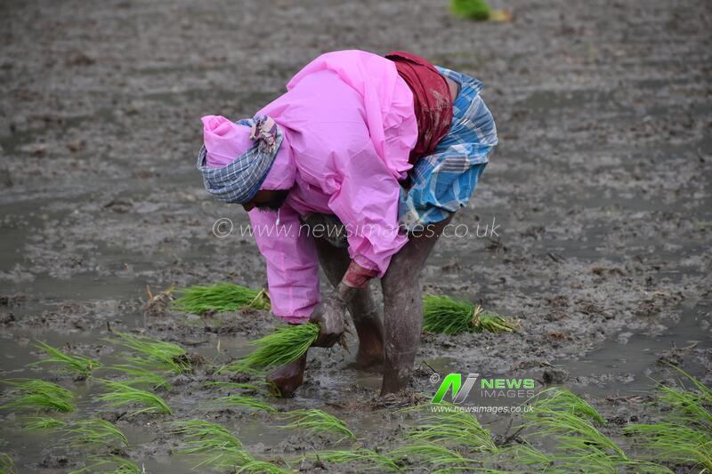 India: Farmers Transplant Paddy Saplings During The Harvest  Season in India