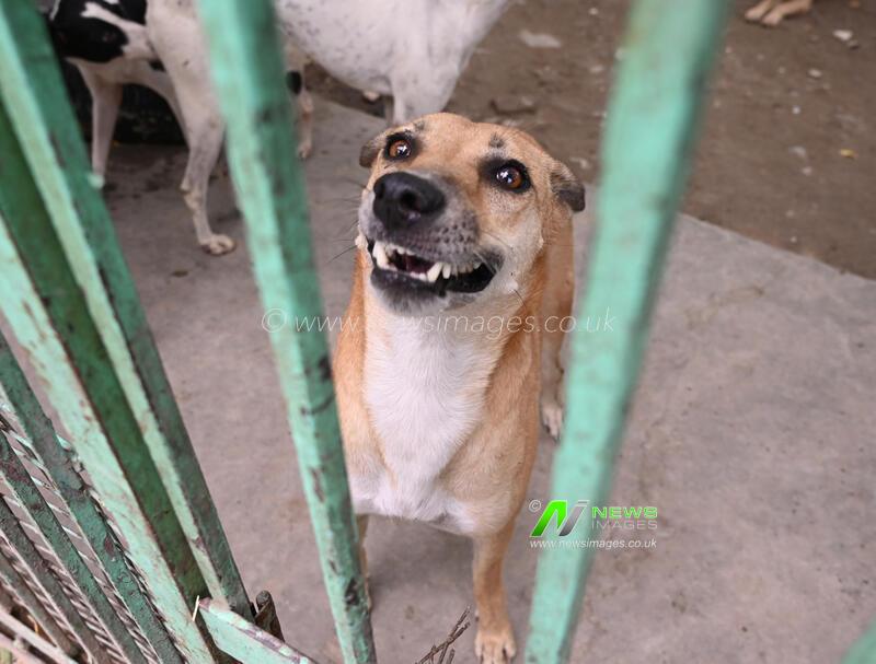 India: Animal Rescue And Shelter Home In Trilokpuri Delhi
