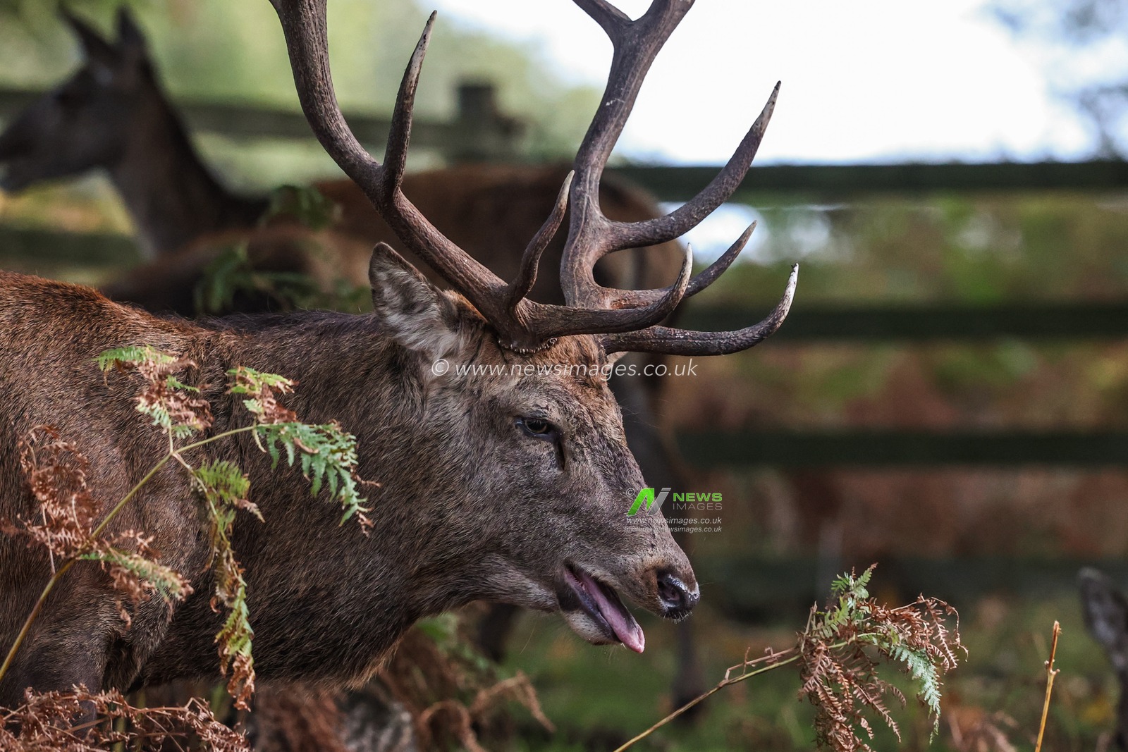 A red deer stag during the annual autumn deer rut at Bradgate Park, Newtown near Leicester, United Kingdom, 9th October 2025

(Photo by Alfie Cosgrove/News Images)