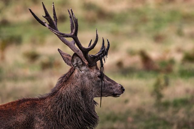 A red deer stag patrols the park looking for doe’s to mate with during the annual autumn deer rut at Bradgate Park, Newtown near Leicester, United Kingdom, 8th October 2025

(Photo by Alfie Cosgrove/News Images)