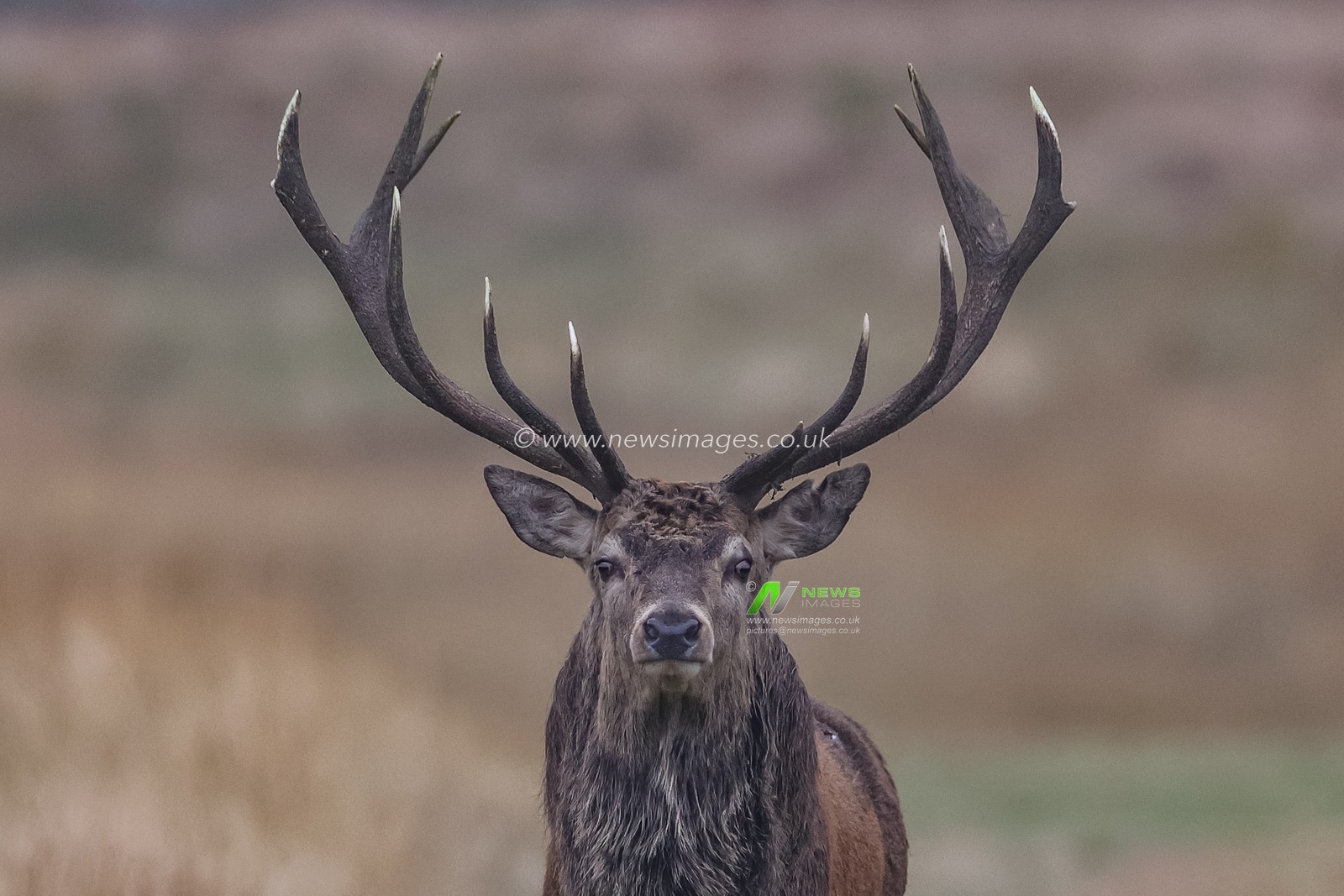 A younger red deer stag patrols the park looking for doeâ€™s to mate with during the annual autumn deer rut at Bradgate Park, Newtown near Leicester, United Kingdom, 15th October 2024

(Photo by Mark Cosgrove/News Images)