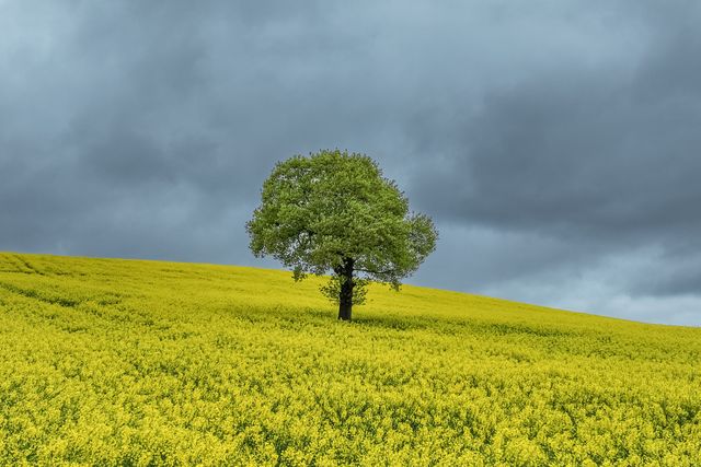 A moody sky over a lone Oak in a field of yellow rapeseed blossom