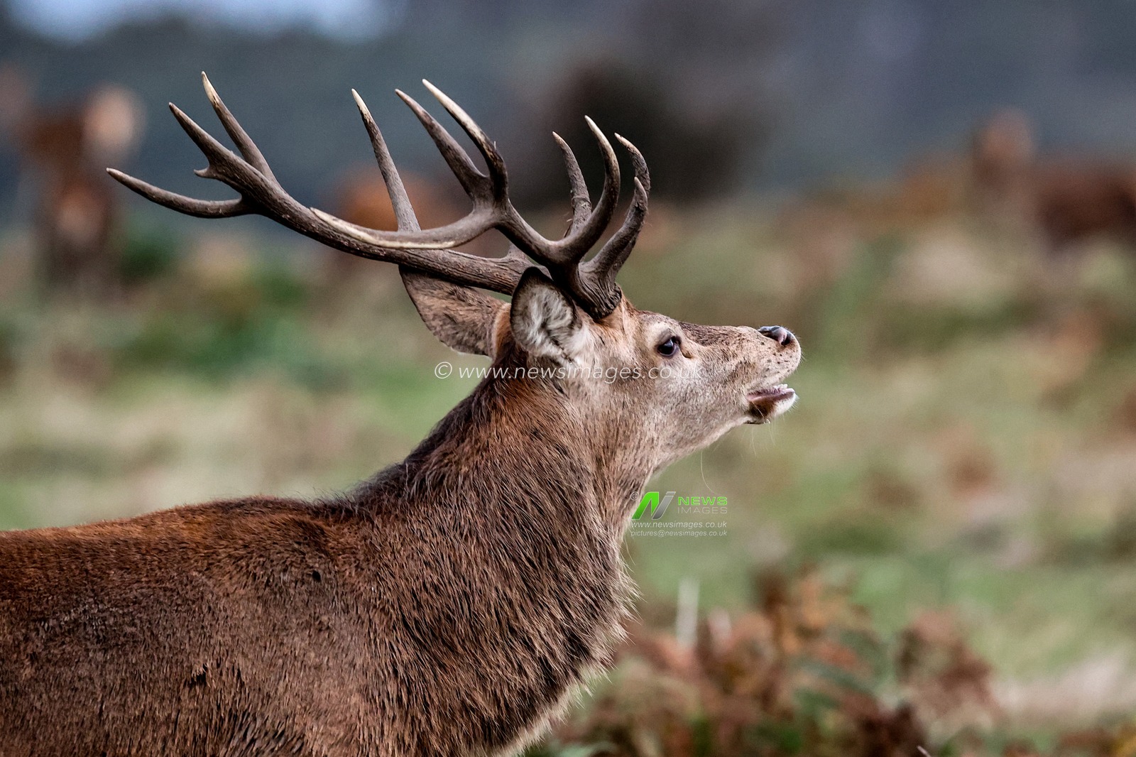 A red deer stag during the annual autumn deer rut at Bradgate Park, Newtown near Leicester, United Kingdom, 9th October 2025

(Photo by Alfie Cosgrove/News Images)