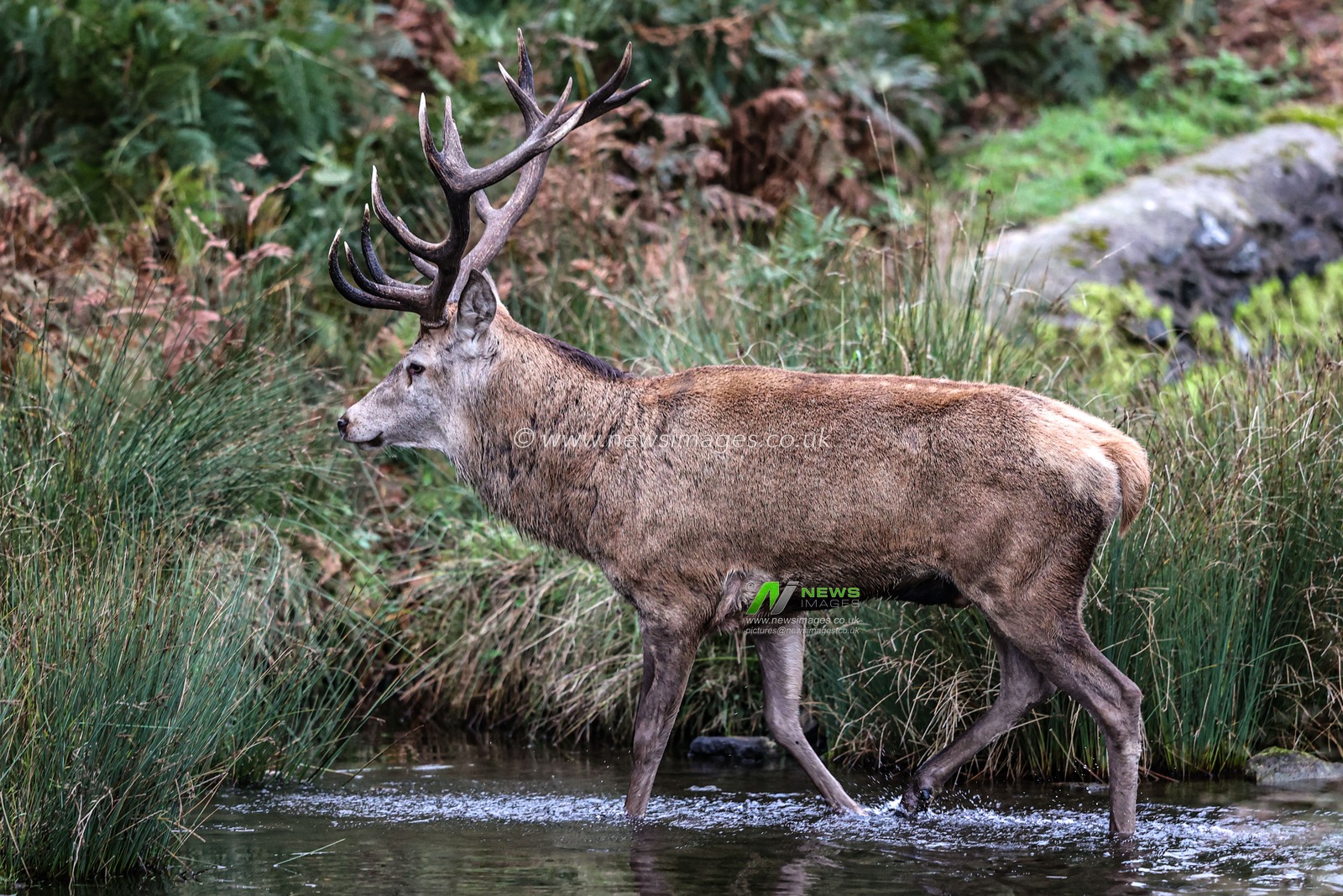 A red deer stag patrols the park looking for doe’s to mate with during the annual autumn deer rut at Bradgate Park, Newtown near Leicester, United Kingdom, 8th October 2025

(Photo by Alfie Cosgrove/News Images)