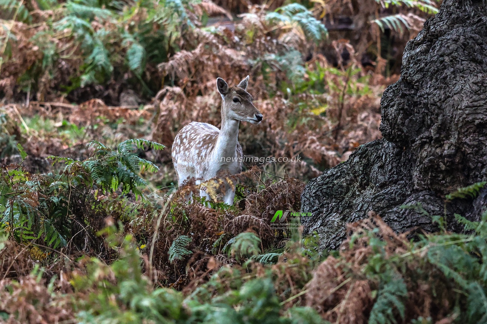 A fallow deer during the annual autumn deer rut at Bradgate Park, Newtown near Leicester, United Kingdom, 8th October 2025

(Photo by Alfie Cosgrove/News Images)