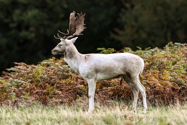 A white Fallow deer stag looking for doeâ€™s to mate with during the annual autumn deer rut at Bradgate Park, Newtown near Leicester, United Kingdom, 8th October 2025

(Photo by Alfie Cosgrove/News Images)