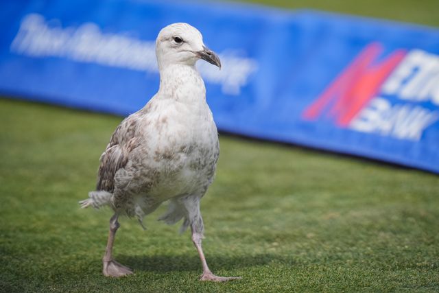 A bird enters the play area during the 1st Metro Bank ODI match England vs India at Edgbaston, Birmingham, United Kingdom on 14 July 2026

(Photo by Maynard Manyowa/News Images)