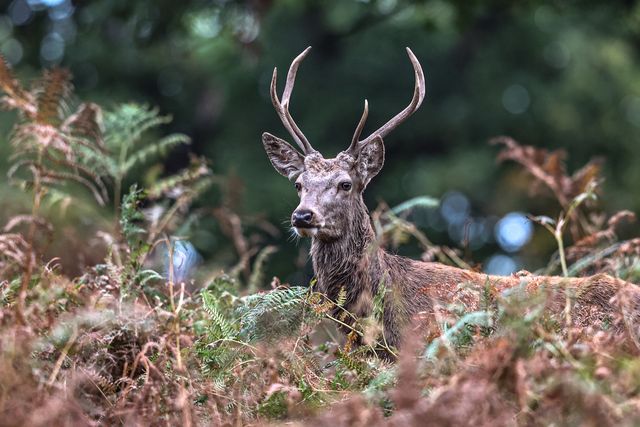 A red deer stag patrols the park looking for doe’s to mate with during the annual autumn deer rut at Bradgate Park, Newtown near Leicester, United Kingdom, 8th October 2025

(Photo by Alfie Cosgrove/News Images)