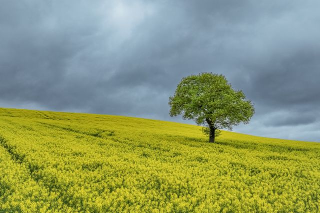 A moody sky over a lone oak in a field of yellow rapeseed blossom on farmland in the village of Woolley near Wakefield, United Kingdom, 16th April 2025

(Photo by Mark Cosgrove/News Images)