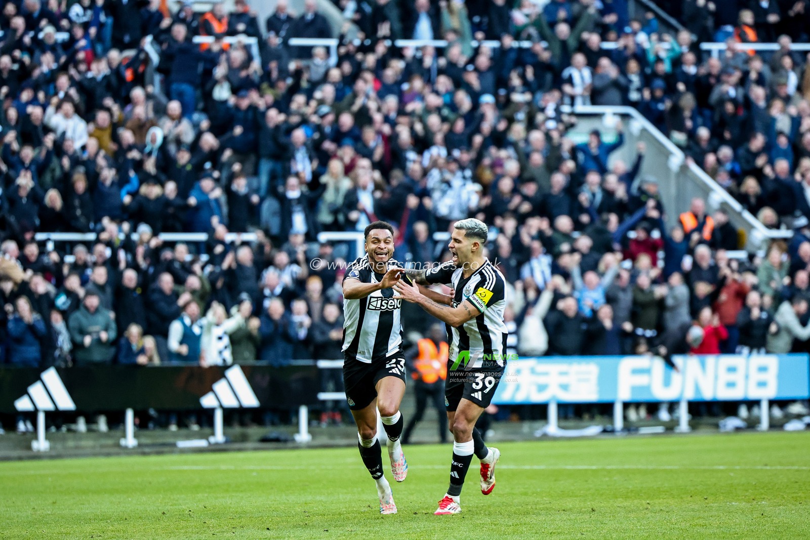 Jacob Murphy of Newcastle United celebrates his goal with Bruno Guimaraes to make it 1-0 during the Premier League match Newcastle United vs Fulham at St. James's Park, Newcastle, United Kingdom, 1st February 2025

(Photo by Mark Cosgrove/News Images)