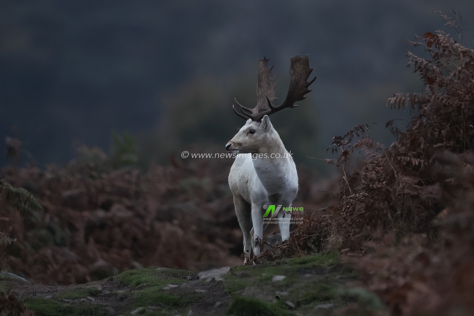 A white Fallow deer stag looking for doeâ€™s to mate with during the annual autumn deer rut at Bradgate Park, Newtown near Leicester, United Kingdom, 15th October 2024

(Photo by Mark Cosgrove/News Images)