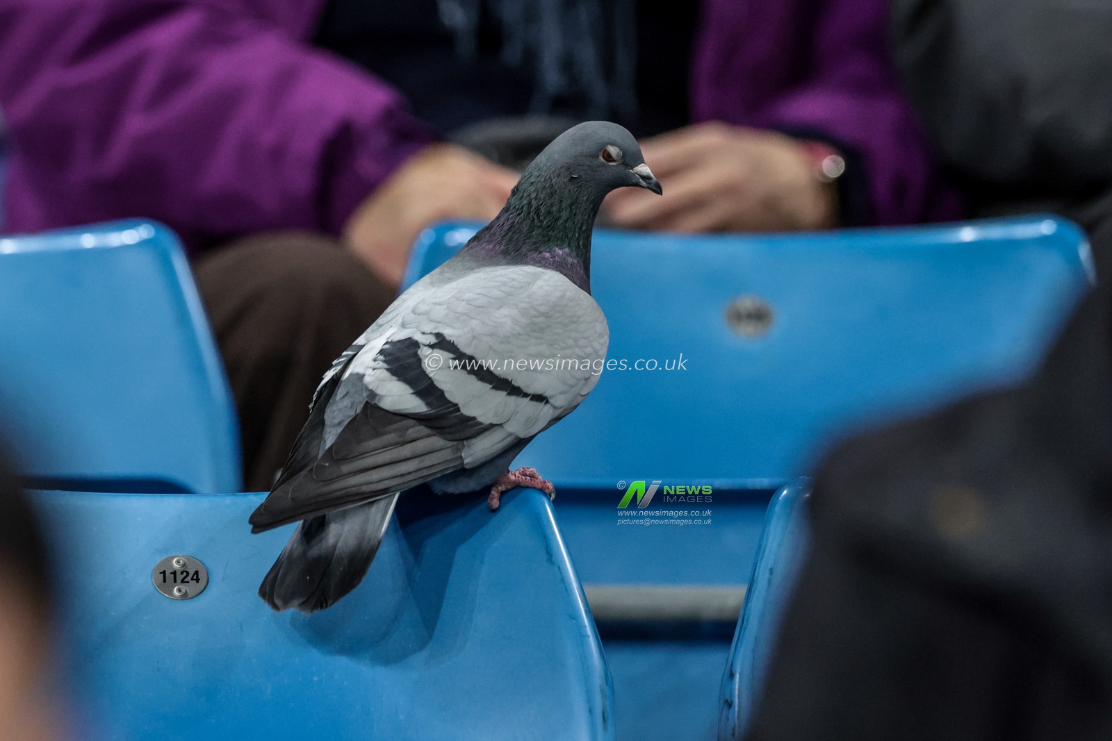 A pigeon in the home end of the City of Manchester Stadium during the UEFA Champions League Matchday 8 of 8 match Manchester City vs Galatasaray at City of Manchester Stadium, Manchester, United Kingdom on 28 January 2026

(Photo by Mark Cosgrove/News Images)