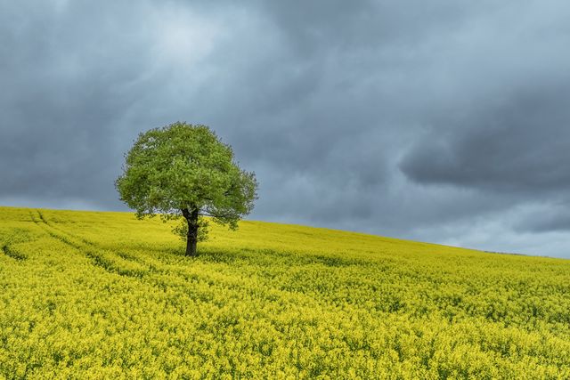 A moody sky over a lone oak in a field of yellow rapeseed blossom on farmland in the village of Woolley near Wakefield, United Kingdom, 16th April 2025

(Photo by Mark Cosgrove/News Images)