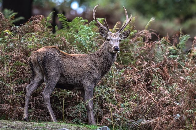 A red deer stag patrols the park looking for doe’s to mate with during the annual autumn deer rut at Bradgate Park, Newtown near Leicester, United Kingdom, 8th October 2025

(Photo by Alfie Cosgrove/News Images)