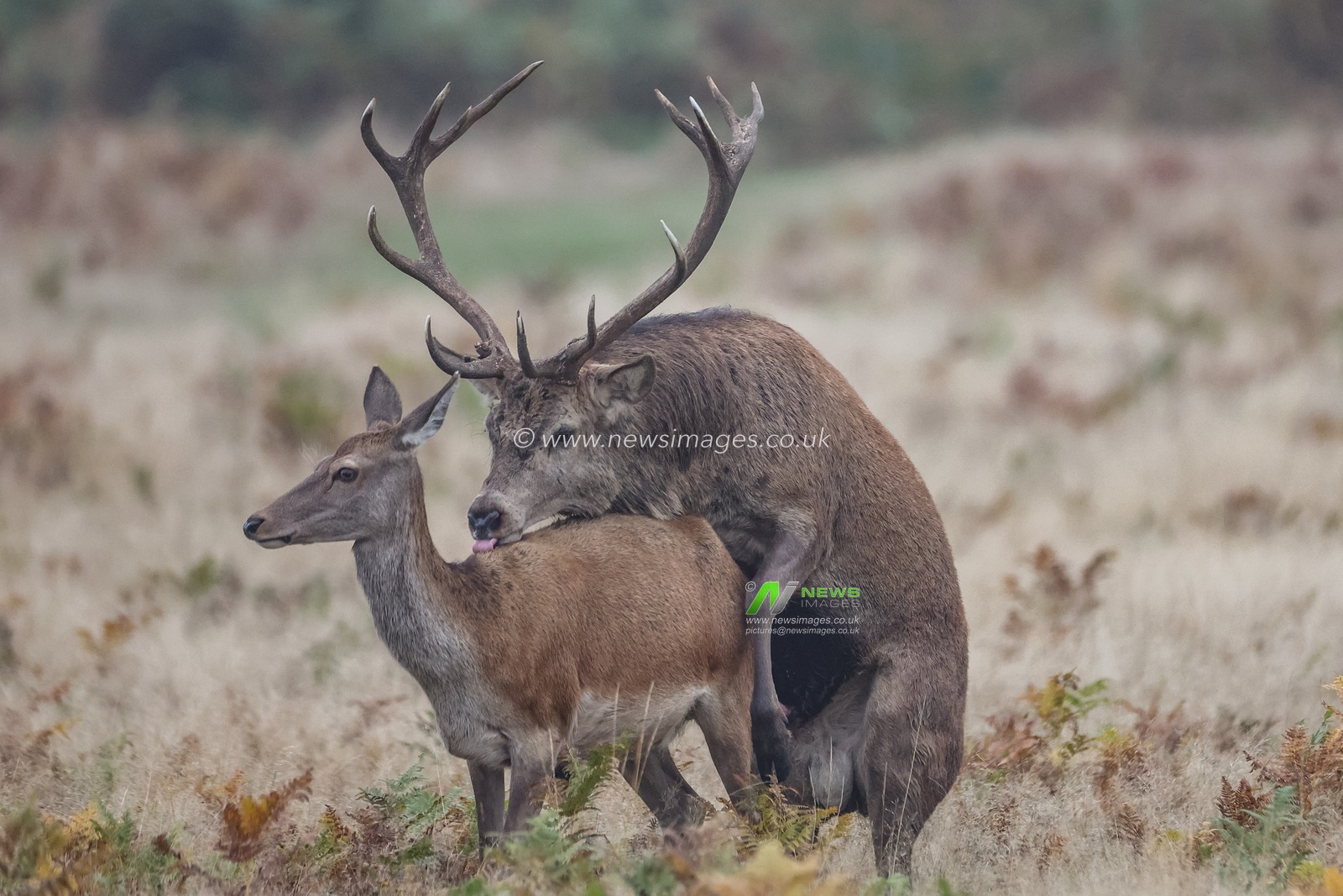 ***Editors note animals mating *** 

A red deer stag mounts one if his doeâ€™s during their annual mating season during the annual autumn deer rut at Bradgate Park, Newtown near Leicester, United Kingdom, 15th October 2024

(Photo by Mark Cosgrove/News Images)