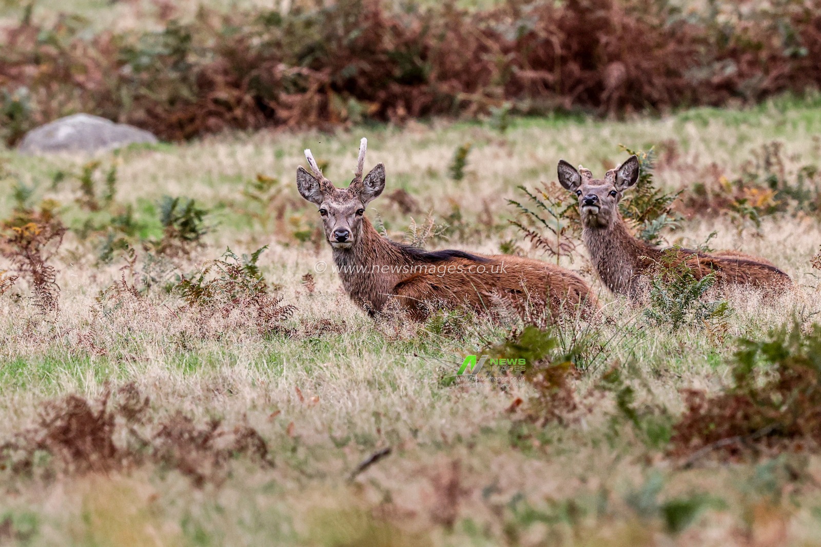 Red deer doe during the annual autumn deer rut at Bradgate Park, Newtown near Leicester, United Kingdom, 9th October 2025

(Photo by Alfie Cosgrove/News Images)