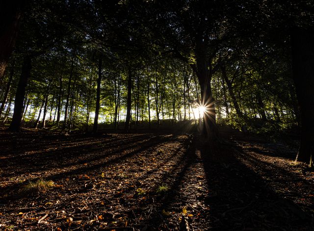 The sun bursts through the woodland at Newmillerdam Park, Wakefield, United Kingdom, 23rd September 2025

(Photo by Seth Rose/News Images)