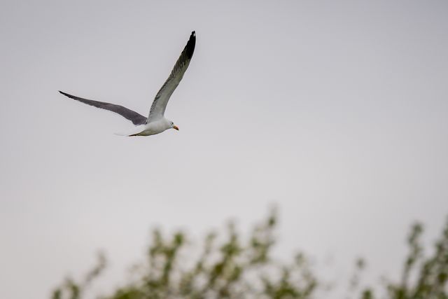 A sea gull flies above the field of play during the County Championship Division One day 3 Leicestershire vs Nottinghamshire at Grace Road, Leicester, United Kingdom on 03 May 2026

(Photo by Maynard Manyowa/News Images)