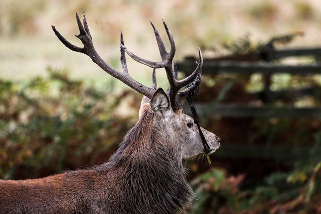 A red deer stag patrols the park looking for doe’s to mate with during the annual autumn deer rut at Bradgate Park, Newtown near Leicester, United Kingdom, 8th October 2025

(Photo by Alfie Cosgrove/News Images)