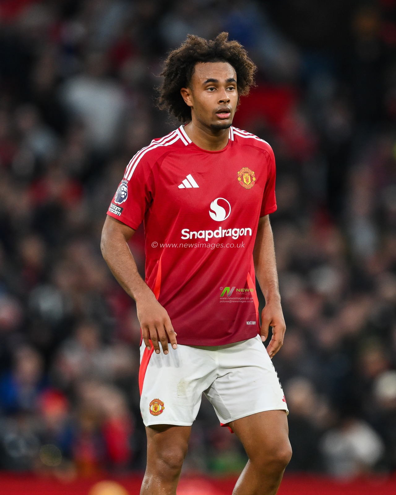 Joshua Zirkzee of Manchester United during the Premier League match Manchester United vs Everton at Old Trafford, Manchester, United Kingdom, 1st December 2024

(Photo by Craig Thomas/News Images)