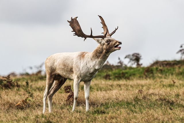 A white Fallow deer stag looking for doe’s to mate with during the annual autumn deer rut at Bradgate Park, Newtown near Leicester, United Kingdom, 8th October 2025

(Photo by Alfie Cosgrove/News Images)