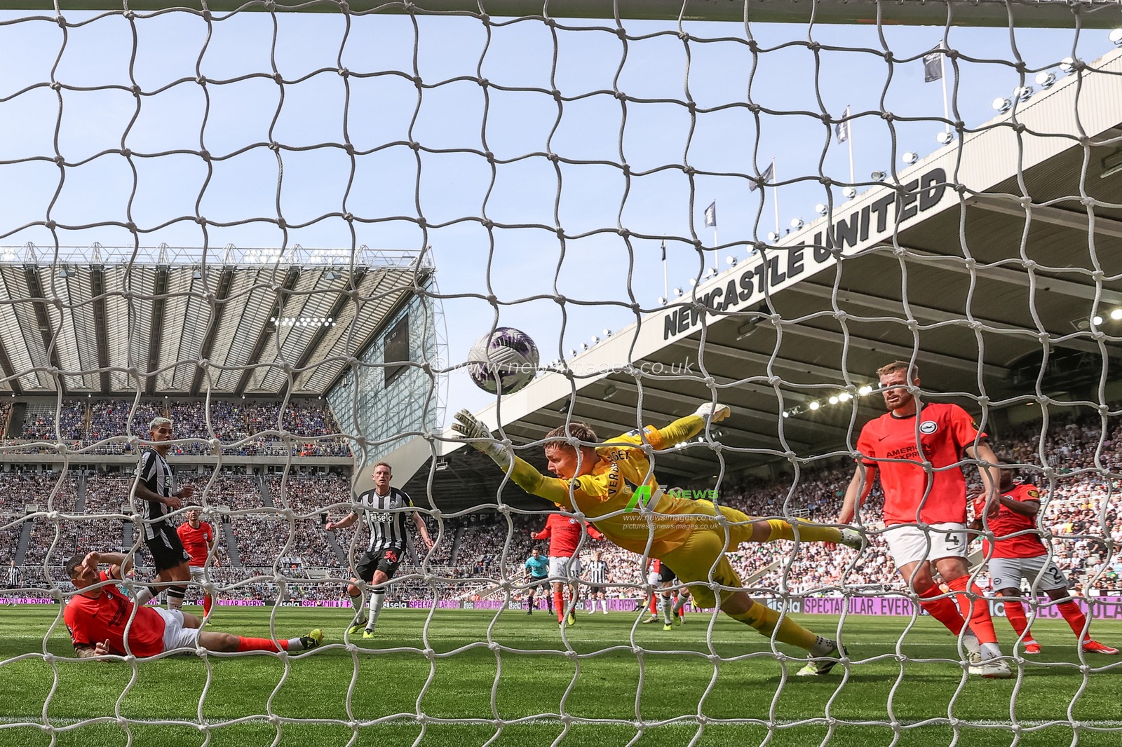 Sean Longstaff of Newcastle United scores past Bart Verbruggen of Brighton & Hove Albion  to make it 1-1 during the Premier League match Newcastle United vs Brighton and Hove Albion at St. James's Park, Newcastle, United Kingdom, 11th May 2024

(Photo by Mark Cosgrove/News Images)