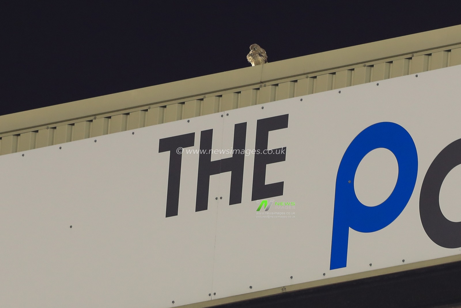Oakwellâ€™s resident Kestrel sits on top of the away end at Barnsley