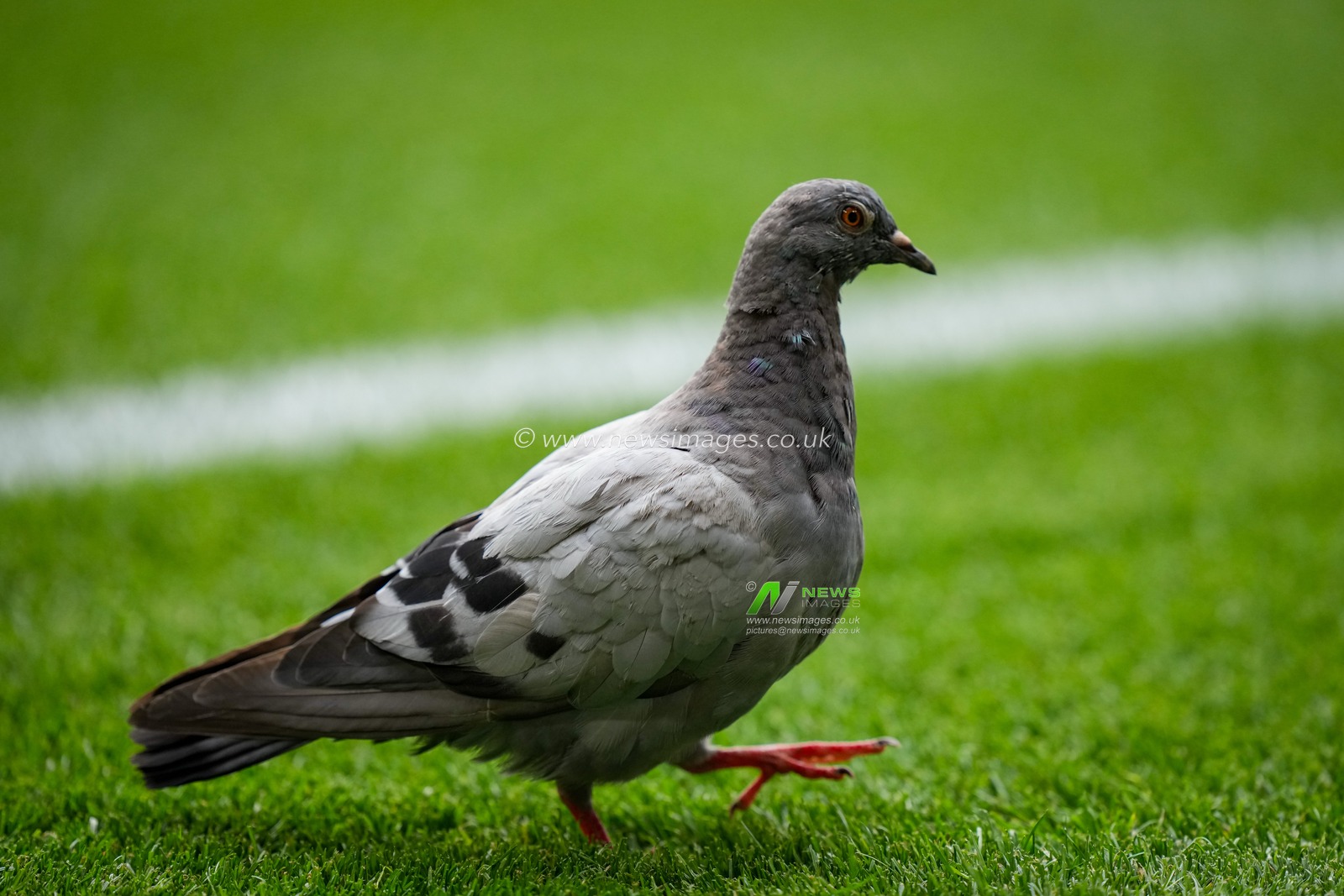 A pigeon lands on the field during the Premier League match Nottingham Forest vs Tottenham Hotspur at City Ground, Nottingham, United Kingdom on 05 September 2026

(Photo by Maynard Manyowa/News Images)