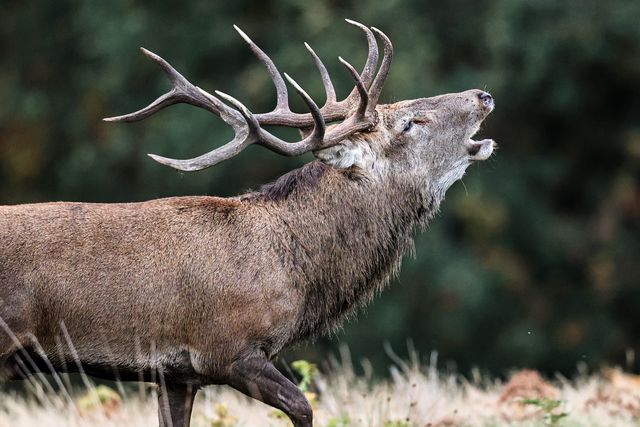 A red deer stag patrols the park looking for doe’s to mate with during the annual autumn deer rut at Bradgate Park, Newtown near Leicester, United Kingdom, 8th October 2025

(Photo by Alfie Cosgrove/News Images)