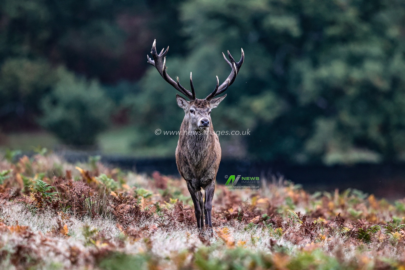A red deer stag patrols the park looking for doe’s to mate with during the annual autumn deer rut at Bradgate Park, Newtown near Leicester, United Kingdom, 8th October 2025

(Photo by Alfie Cosgrove/News Images)