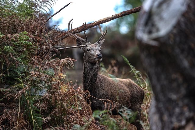 A red deer stag patrols the park looking for doe’s to mate with during the annual autumn deer rut at Bradgate Park, Newtown near Leicester, United Kingdom, 8th October 2025

(Photo by Alfie Cosgrove/News Images)