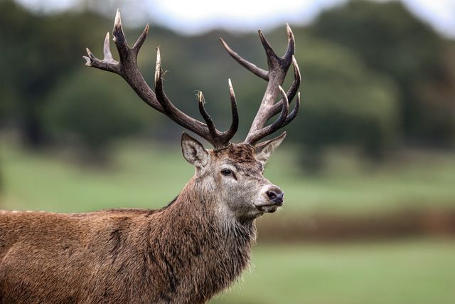 A red deer stag patrols the park looking for doe’s to mate with during the annual autumn deer rut at Bradgate Park, Newtown near Leicester, United Kingdom, 8th October 2025

(Photo by Alfie Cosgrove/News Images)