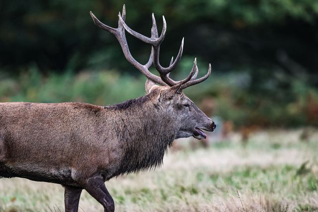 A red deer stag patrols the park looking for doe’s to mate with during the annual autumn deer rut at Bradgate Park, Newtown near Leicester, United Kingdom, 8th October 2025

(Photo by Alfie Cosgrove/News Images)