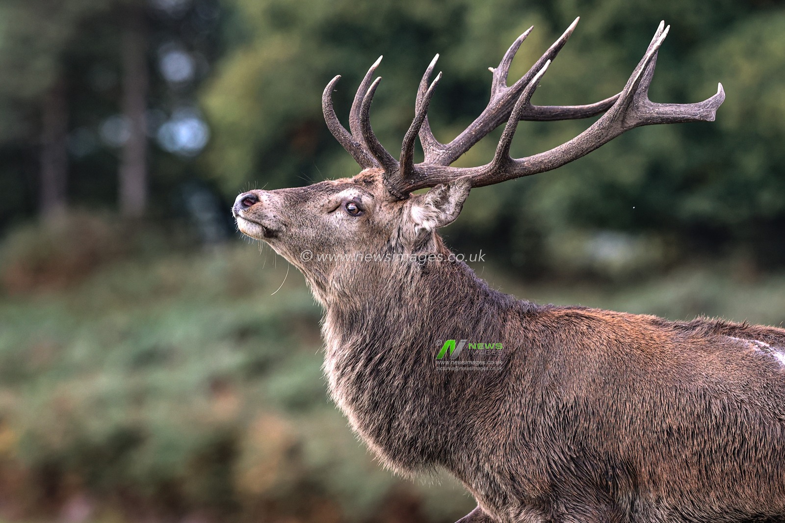 A red deer stag patrols the park looking for doe’s to mate with during the annual autumn deer rut at Bradgate Park, Newtown near Leicester, United Kingdom, 8th October 2025

(Photo by Alfie Cosgrove/News Images)