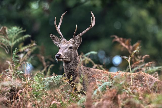 Annual autumn deer rut at Bradgate Park