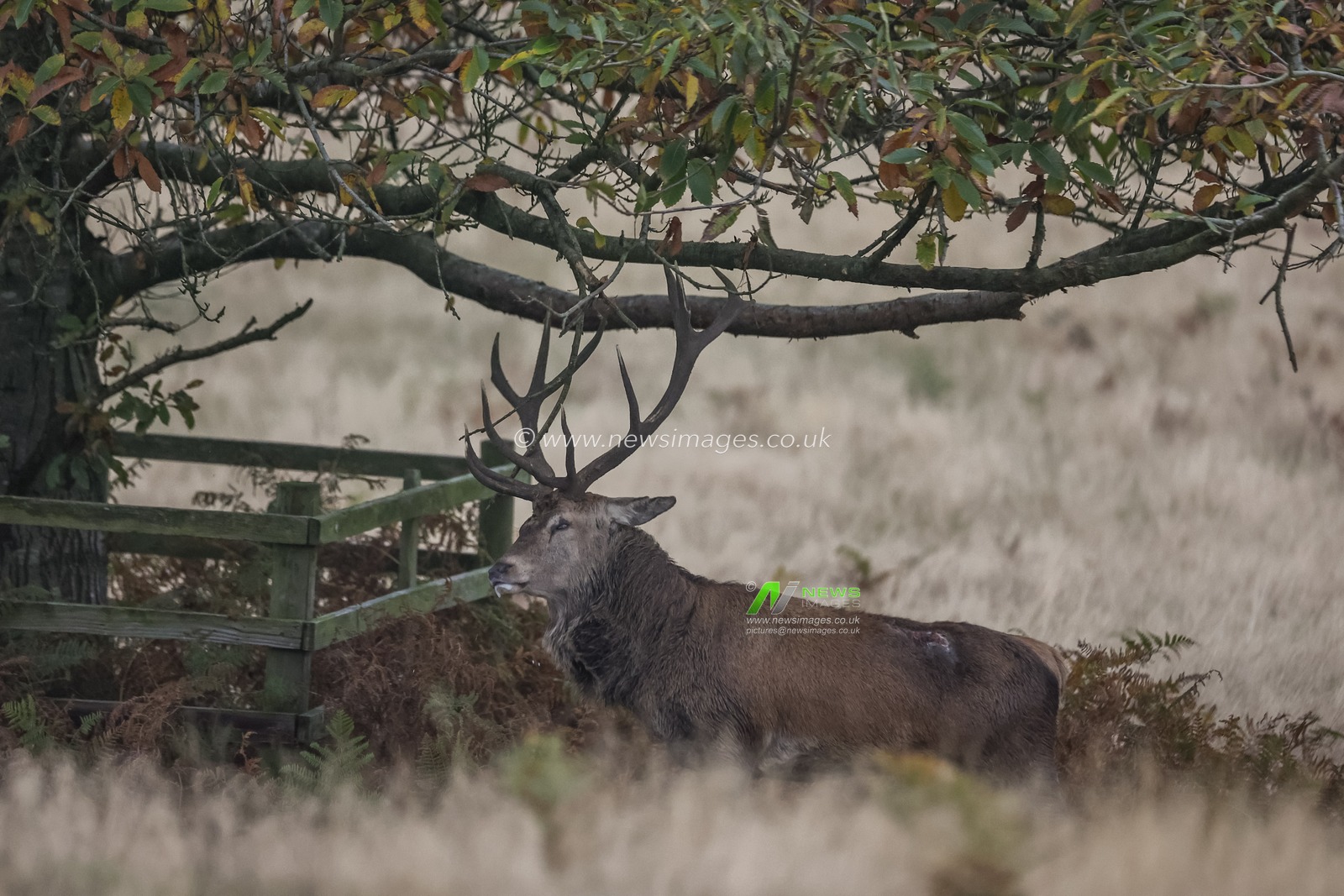A red deer stag rubs his antlers on a tree in preparation of a rut during the annual autumn deer rut at Bradgate Park, Newtown near Leicester, United Kingdom, 15th October 2024

(Photo by Mark Cosgrove/News Images)