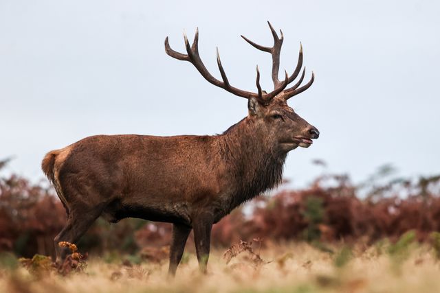 A red deer stag patrols the park looking for doe’s to mate with during the annual autumn deer rut at Bradgate Park, Newtown near Leicester, United Kingdom, 8th October 2025

(Photo by Alfie Cosgrove/News Images)