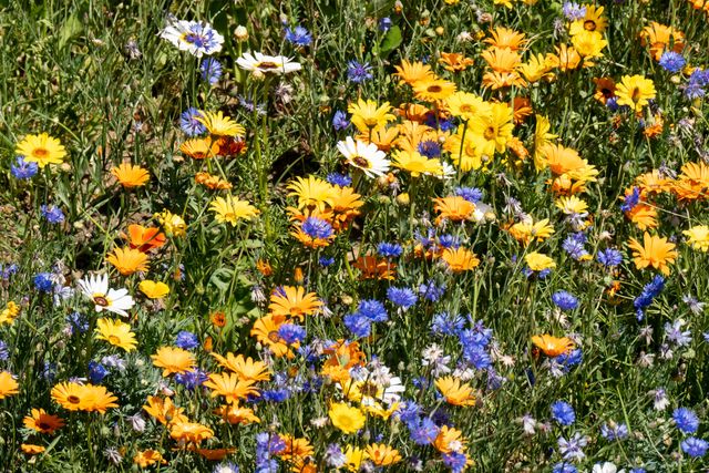 The Tower of London Superbloom