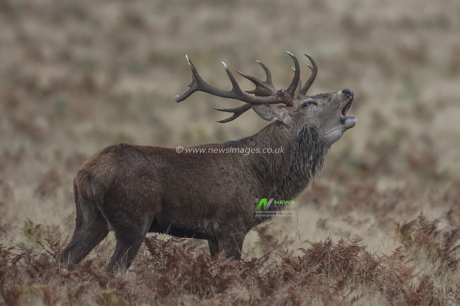 A red deer stag bellows out his call as he protects his heard of doeâ€™s during the annual autumn deer rut at Bradgate Park, Newtown near Leicester, United Kingdom, 15th October 2024

(Photo by Mark Cosgrove/News Images)