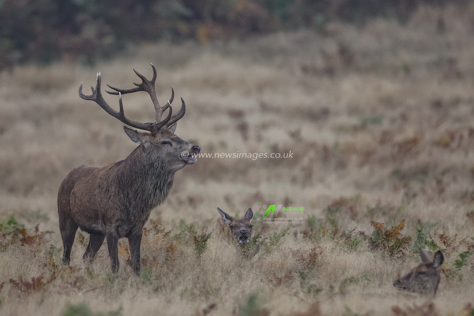 A red deer stag bellows out his call as he protects his heard of doeâ€™s during the annual autumn deer rut at Bradgate Park, Newtown near Leicester, United Kingdom, 15th October 2024

(Photo by Mark Cosgrove/News Images)