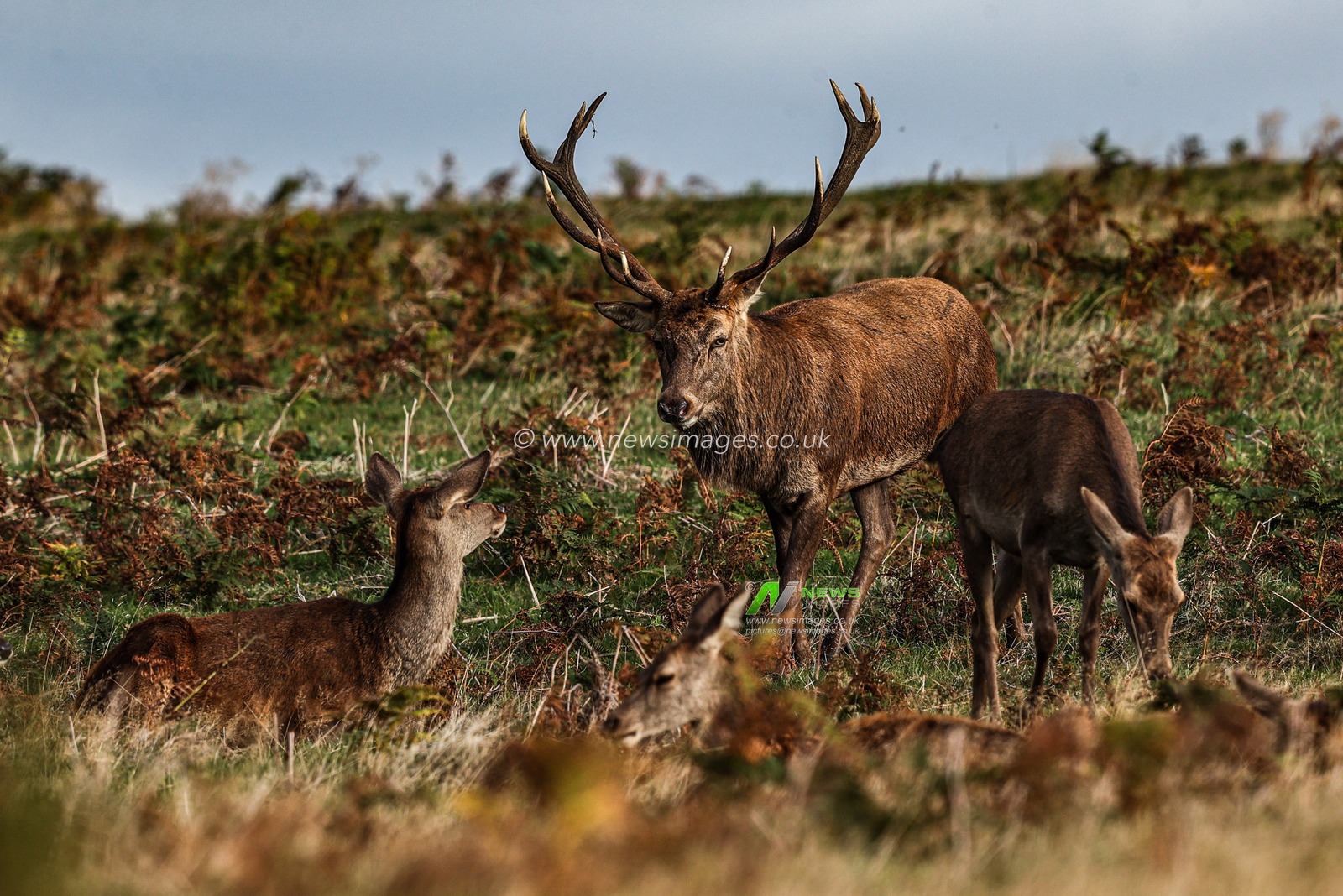 A red deer stag patrols the park looking for doe’s to mate with during the annual autumn deer rut at Bradgate Park, Newtown near Leicester, United Kingdom, 8th October 2025

(Photo by Alfie Cosgrove/News Images)