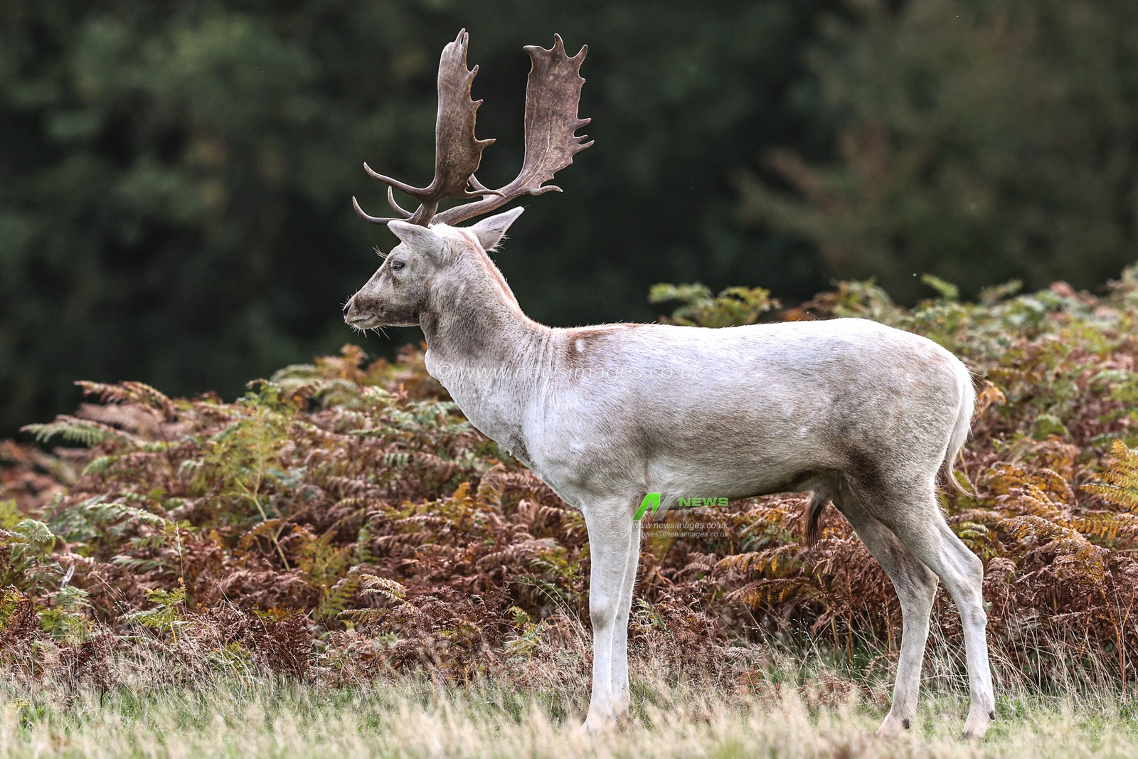 A White fellow deer during the annual autumn deer rut at Bradgate Park, Newtown near Leicester, United Kingdom, 8th October 2025

(Photo by Alfie Cosgrove/News Images)