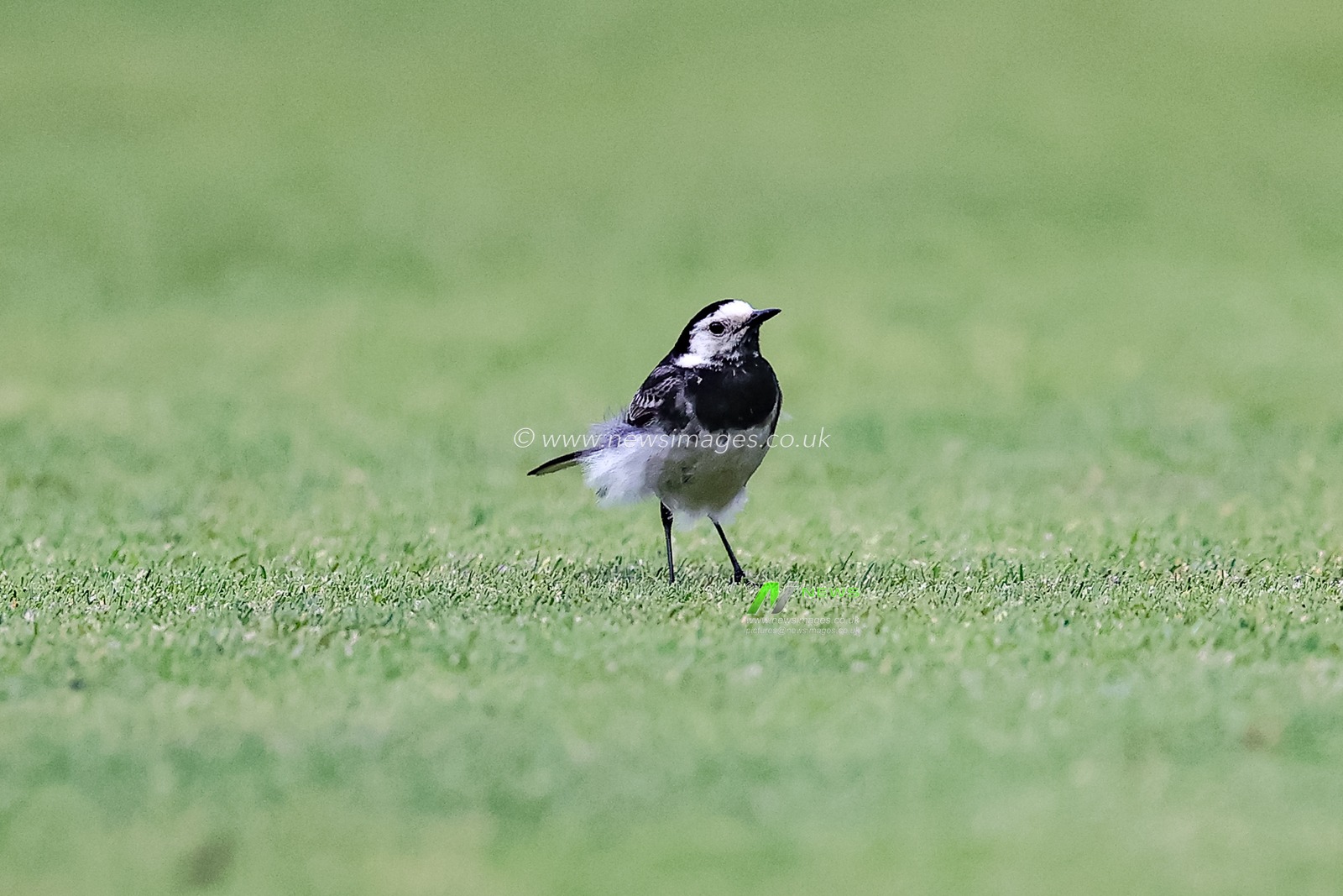 A Pied Wagtail on the pitch at Lords during the game