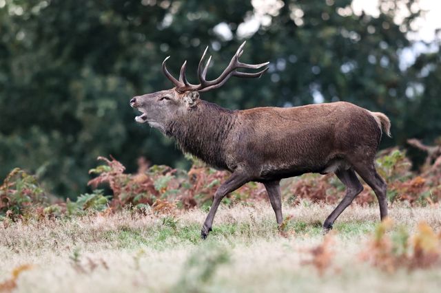 A red deer stag patrols the park looking for doe’s to mate with during the annual autumn deer rut at Bradgate Park, Newtown near Leicester, United Kingdom, 8th October 2025

(Photo by Alfie Cosgrove/News Images)