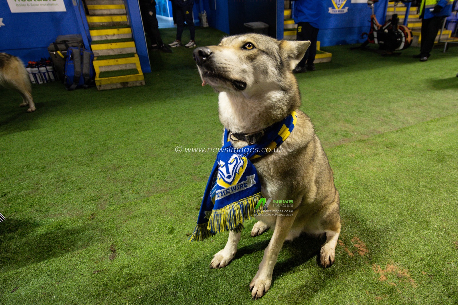 Wolves arrive ahead of the game during the Betfred Super League Round 3 match Warrington Wolves vs Castleford Tigers at Halliwell Jones Stadium, Warrington, United Kingdom, 1st March 2024

(Photo by Craig Thomas/News Images)