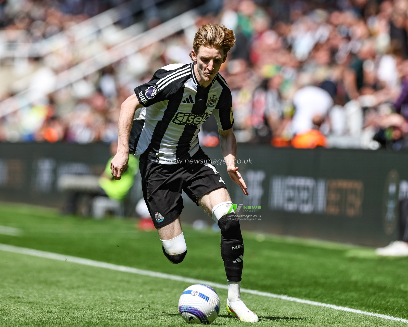 Anthony Gordon of Newcastle United breaks with the ball during the Premier League match Newcastle United vs Chelsea at St. James's Park, Newcastle, United Kingdom, 11th May 2025

(Photo by Mark Cosgrove/News Images)