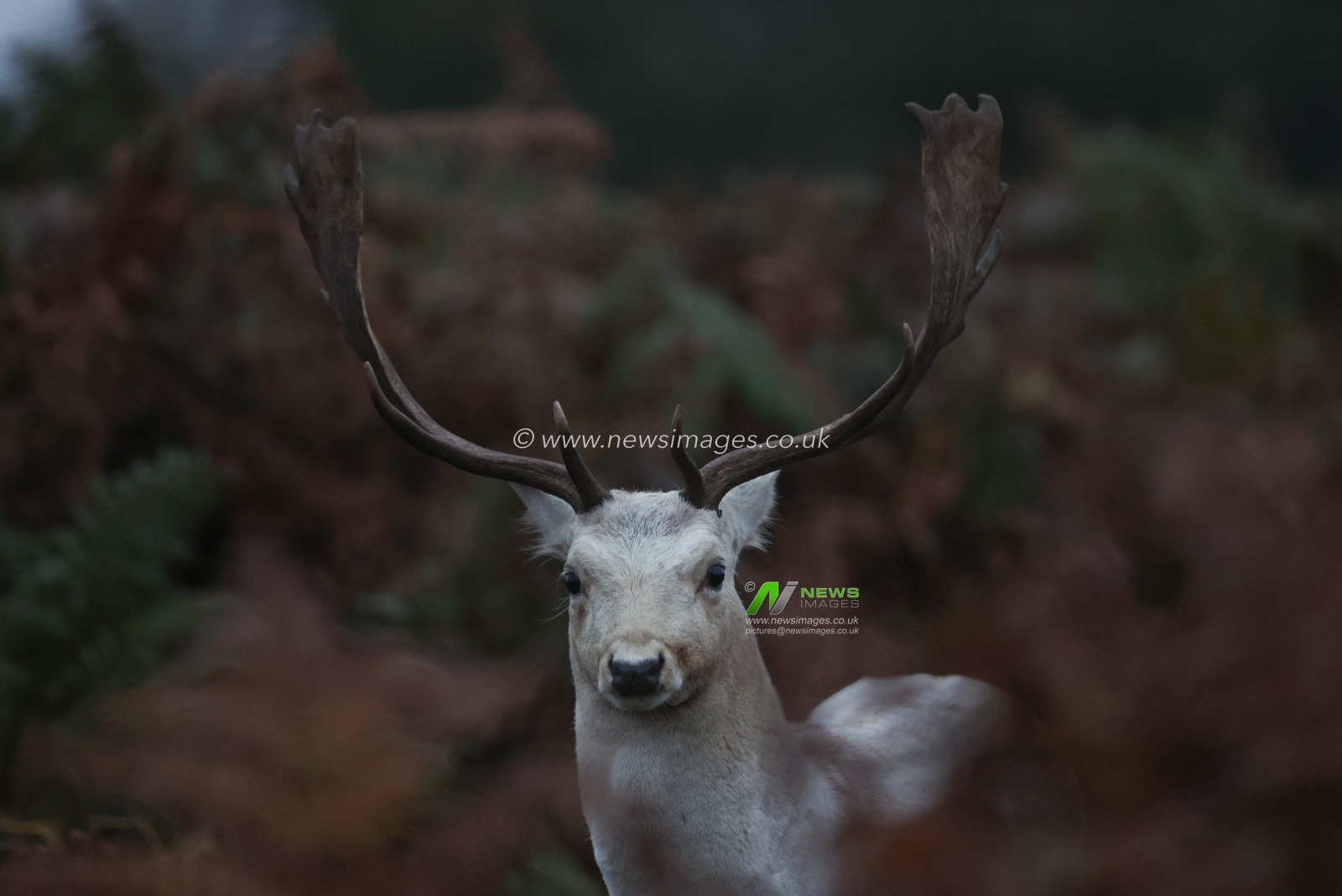 A white Fallow deer stag looking for doeâ€™s to mate with during the annual autumn deer rut at Bradgate Park, Newtown near Leicester, United Kingdom, 15th October 2024

(Photo by Mark Cosgrove/News Images)